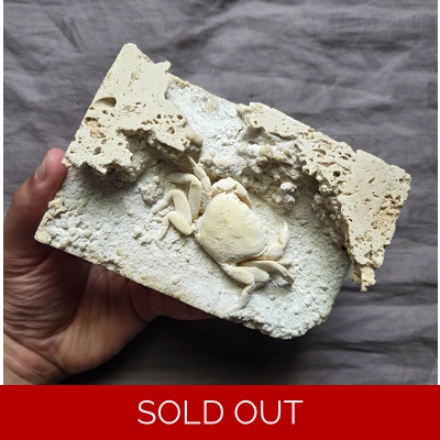 Rare Museum Quality Fossil Potamon Crab Fossil In Travertine From Turkey